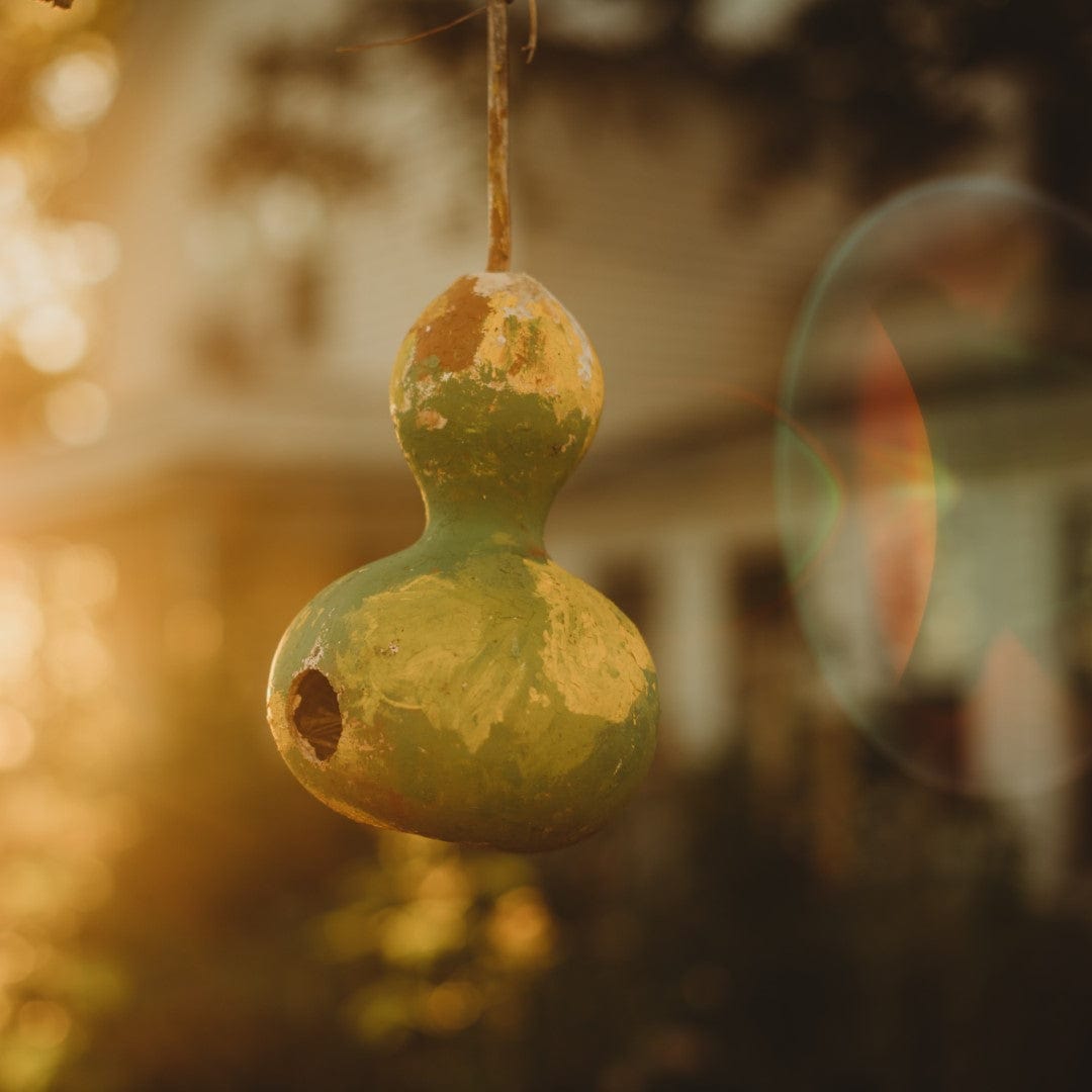 Birdhouse Gourd