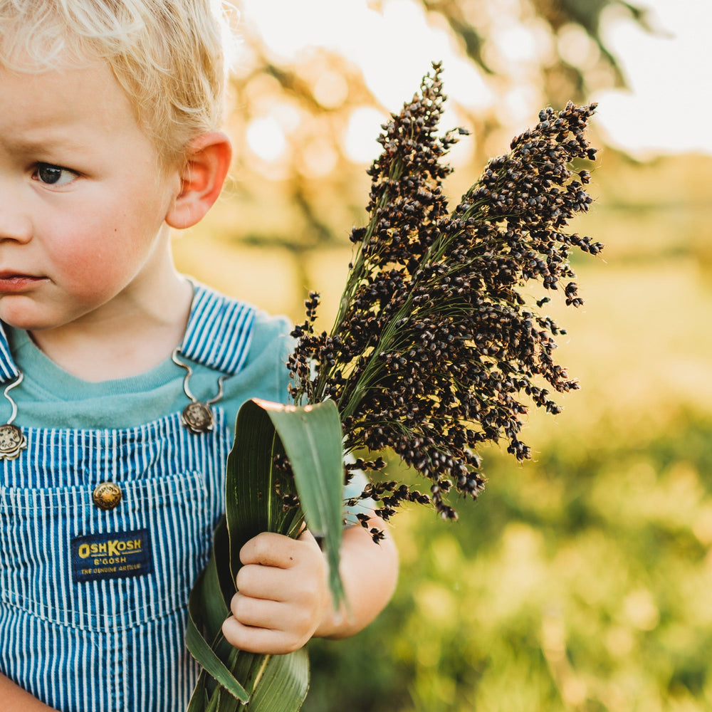 Black Amber Sugar/Cane Sorghum