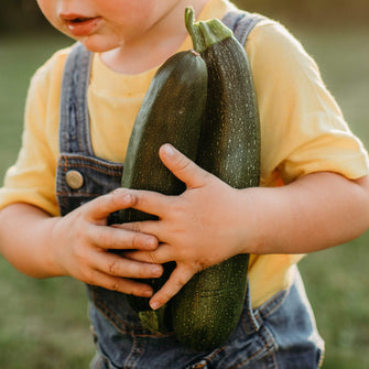 Black Beauty Zucchini