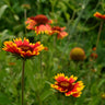 Blanket Flower Native Wildflower