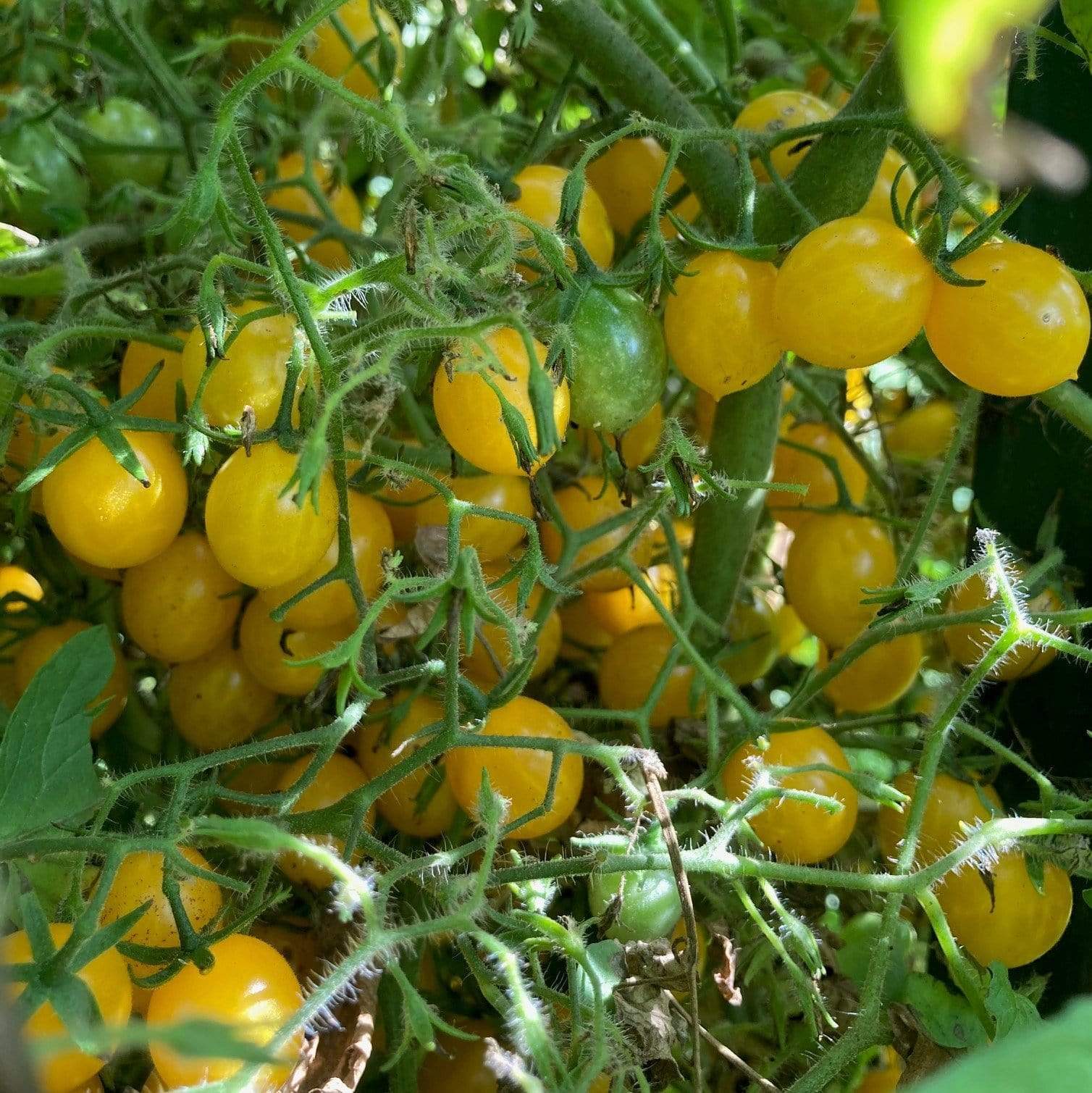 yellow tomatoes plants