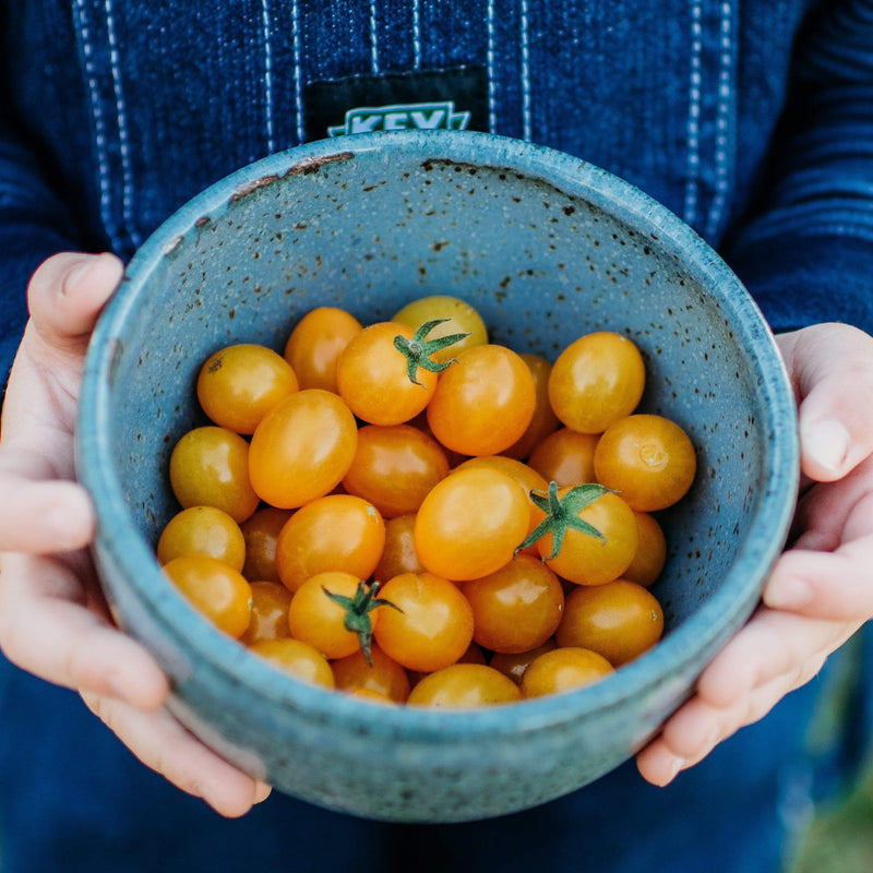 Blondkopfchen Cherry Tomato