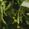 Blue Tip Half-Runner Bean