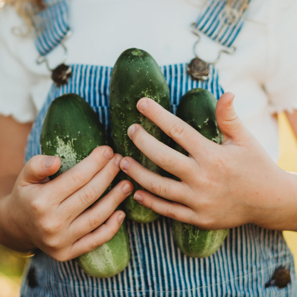 Boston Pickling Cucumber