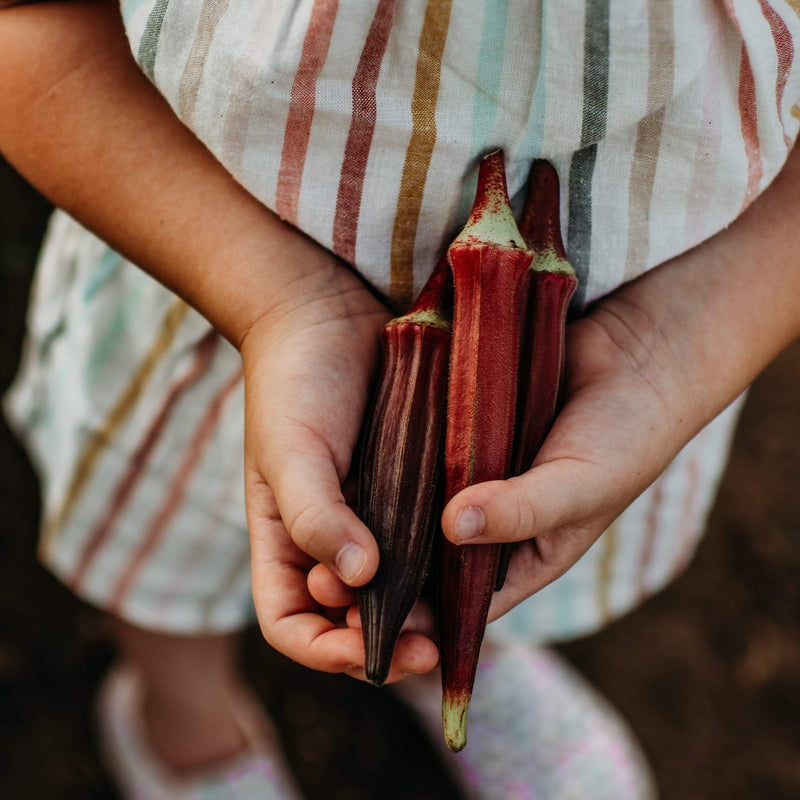 Red Burgundy Okra