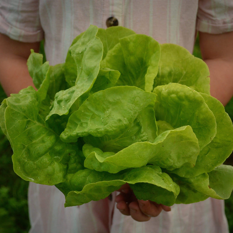 Buttercrunch Heading Lettuce