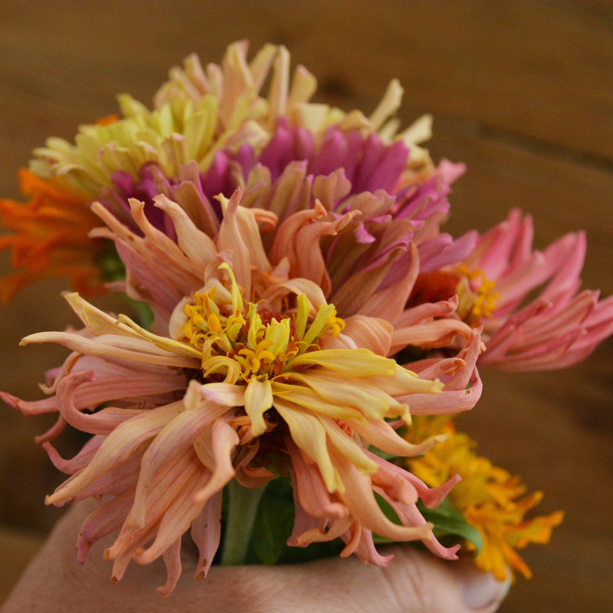 Cactus Flowered Zinnia Mix