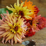 Cactus Flowered Zinnia Mix