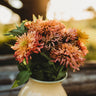 Cactus Flowered Zinnia Mix