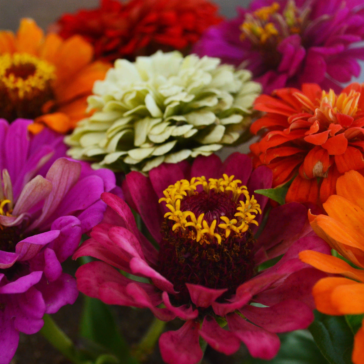 California Giants Zinnia Mix