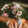 Candystripe Cosmos