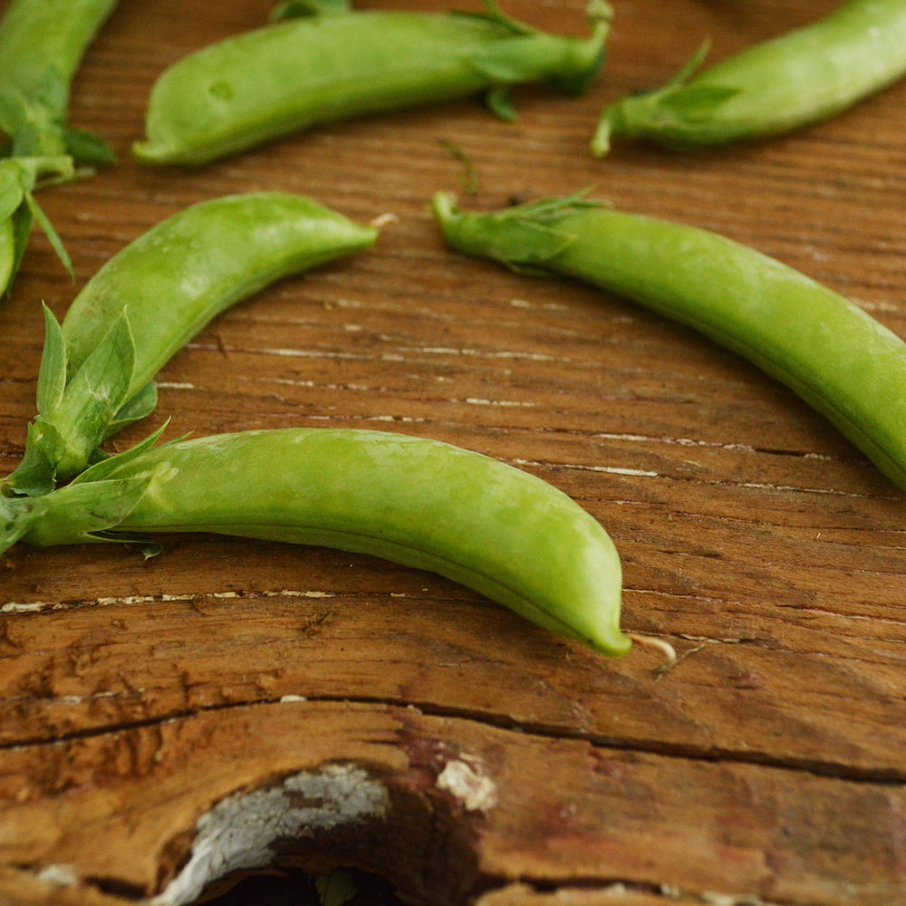 Cascadia Snap Pea