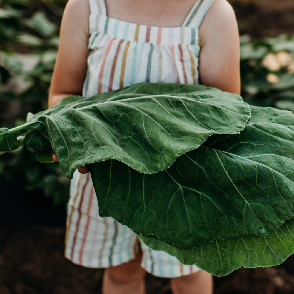 Champion Heirloom Collard Greens