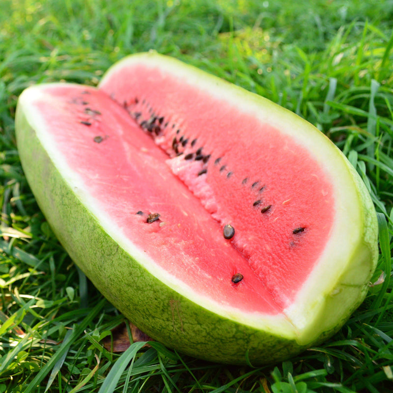 Charleston Gray Watermelon Thresh Seed Co   Charleston Gray Watermelon Seeds 14072629821512 800x 