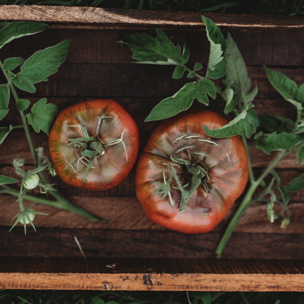 Cherokee Purple Heirloom Slicing Tomato