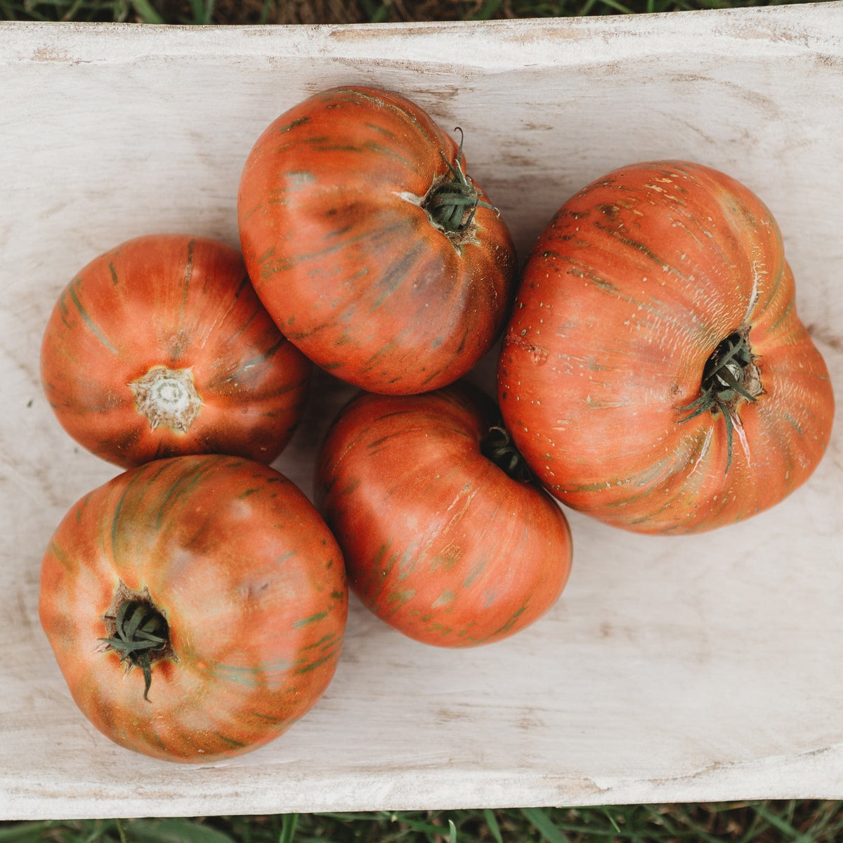 Chocolate Stripes Heirloom Slicing Tomato