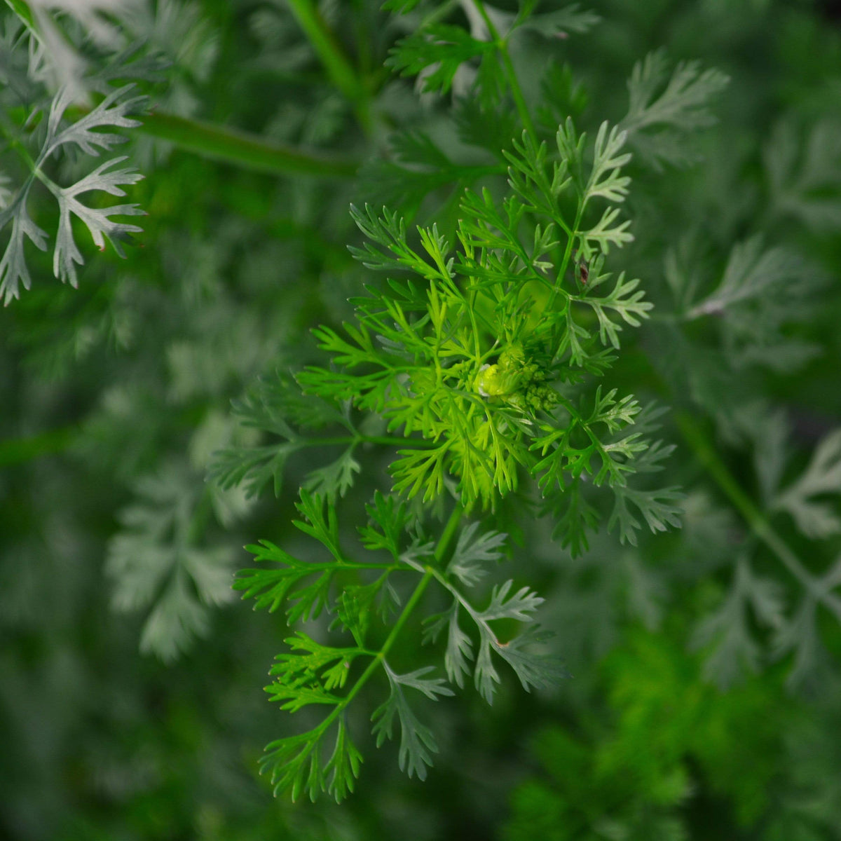 Cilantro