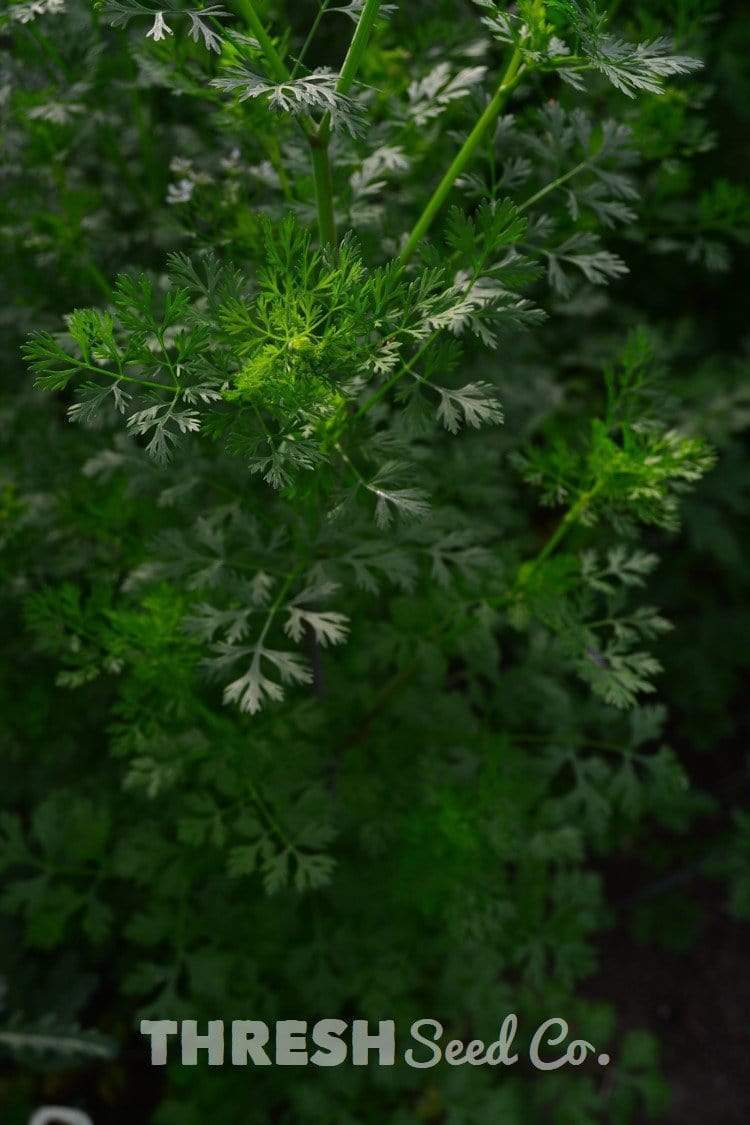 Cilantro