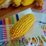 Cooks Early Yellow Dent Corn