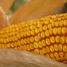 Cooks Early Yellow Dent Corn