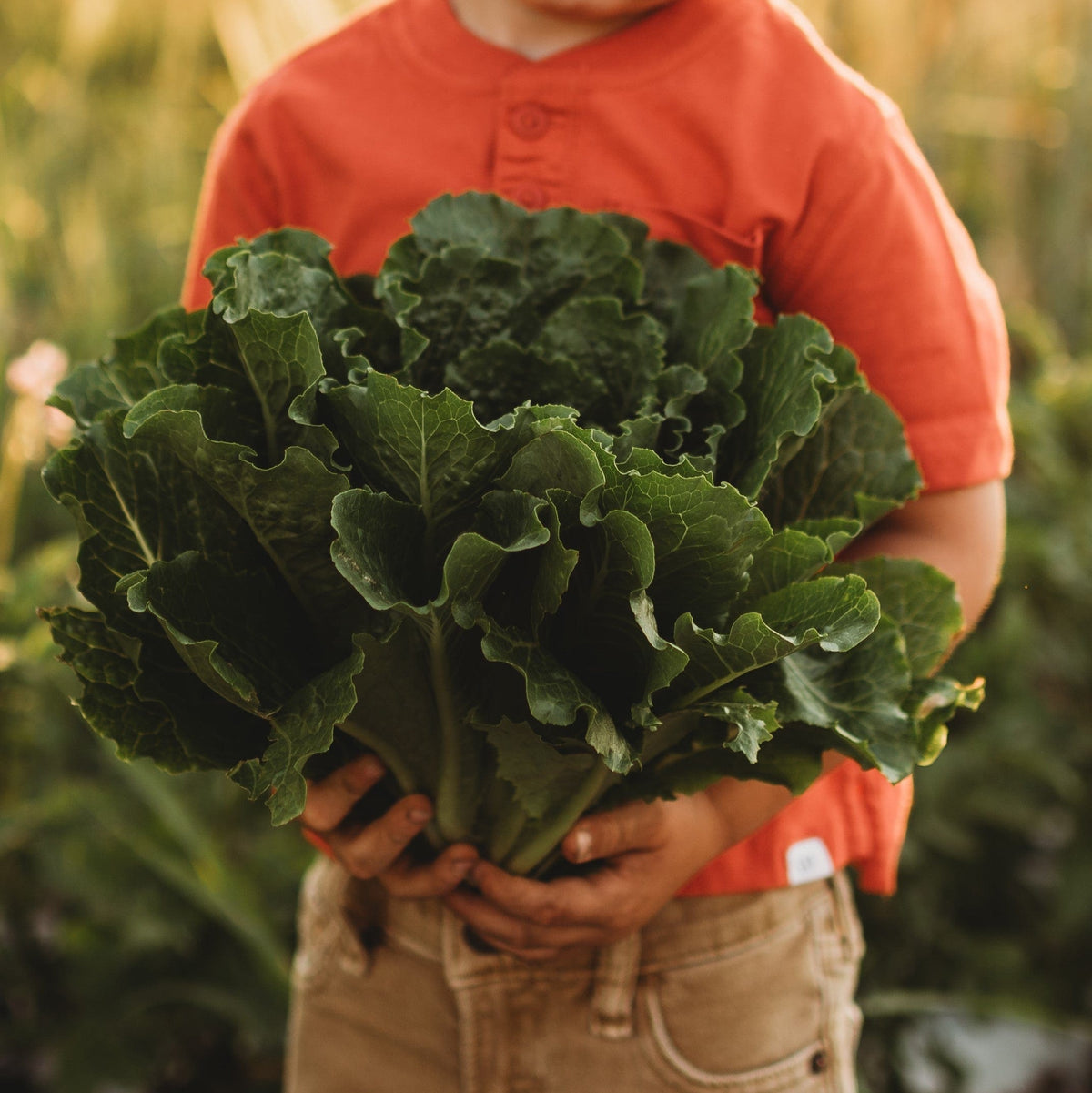 Crisp Mint Romaine Lettuce