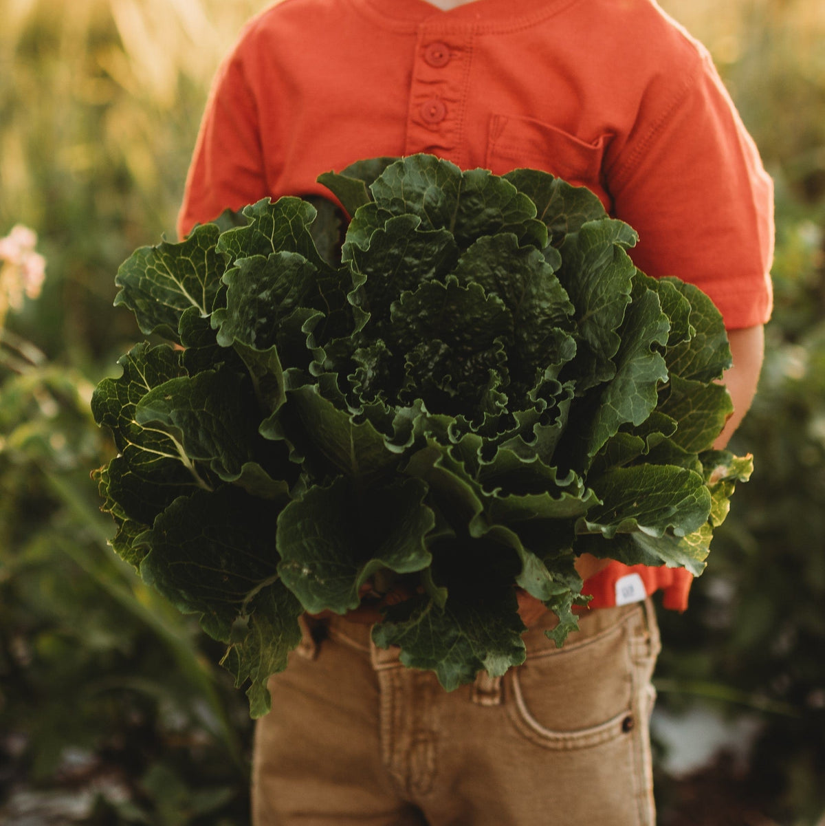 Crisp Mint Romaine Lettuce