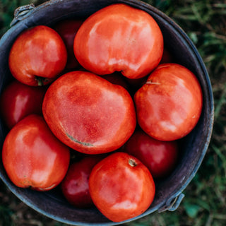 Dark Pink Oxheart Tomato