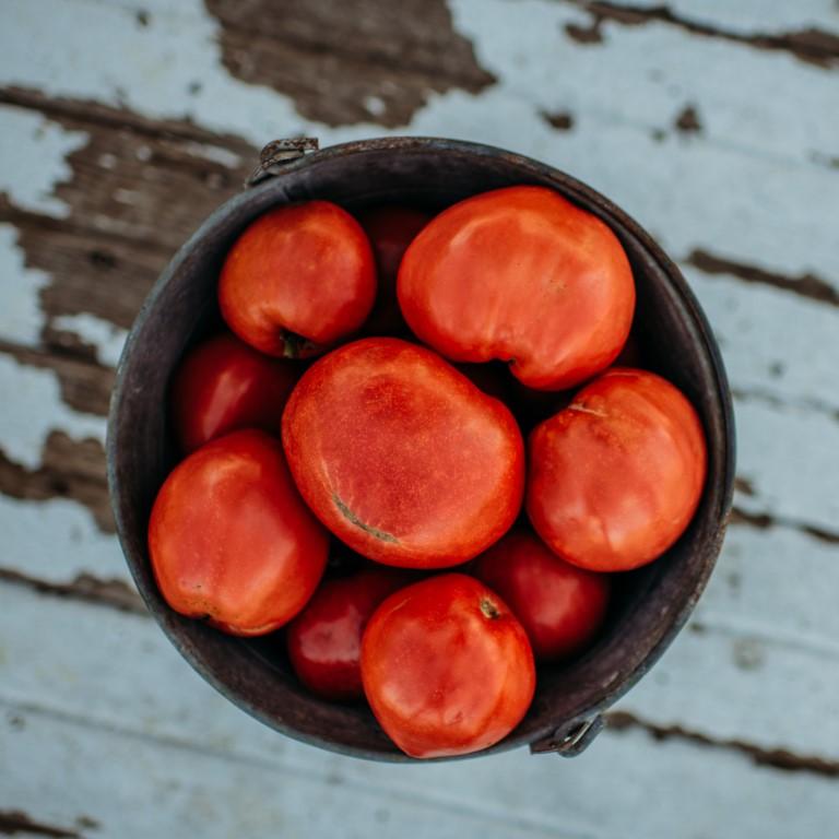 Dark Pink Oxheart Tomato