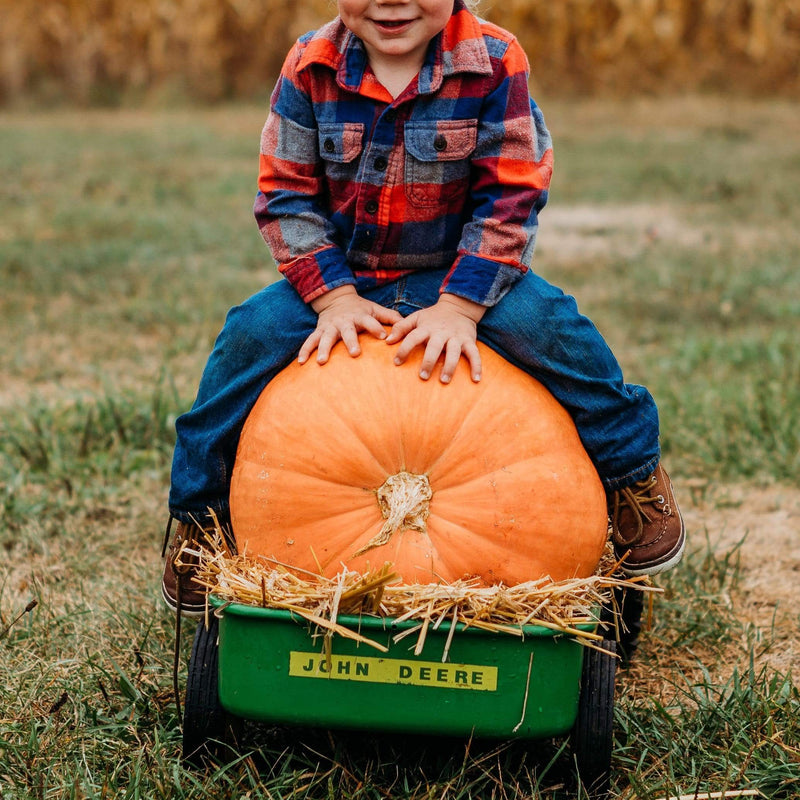 Atlantic Giant Pumpkin