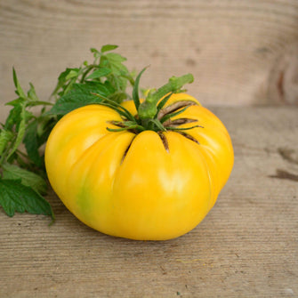 Dixie Golden Giant Tomato