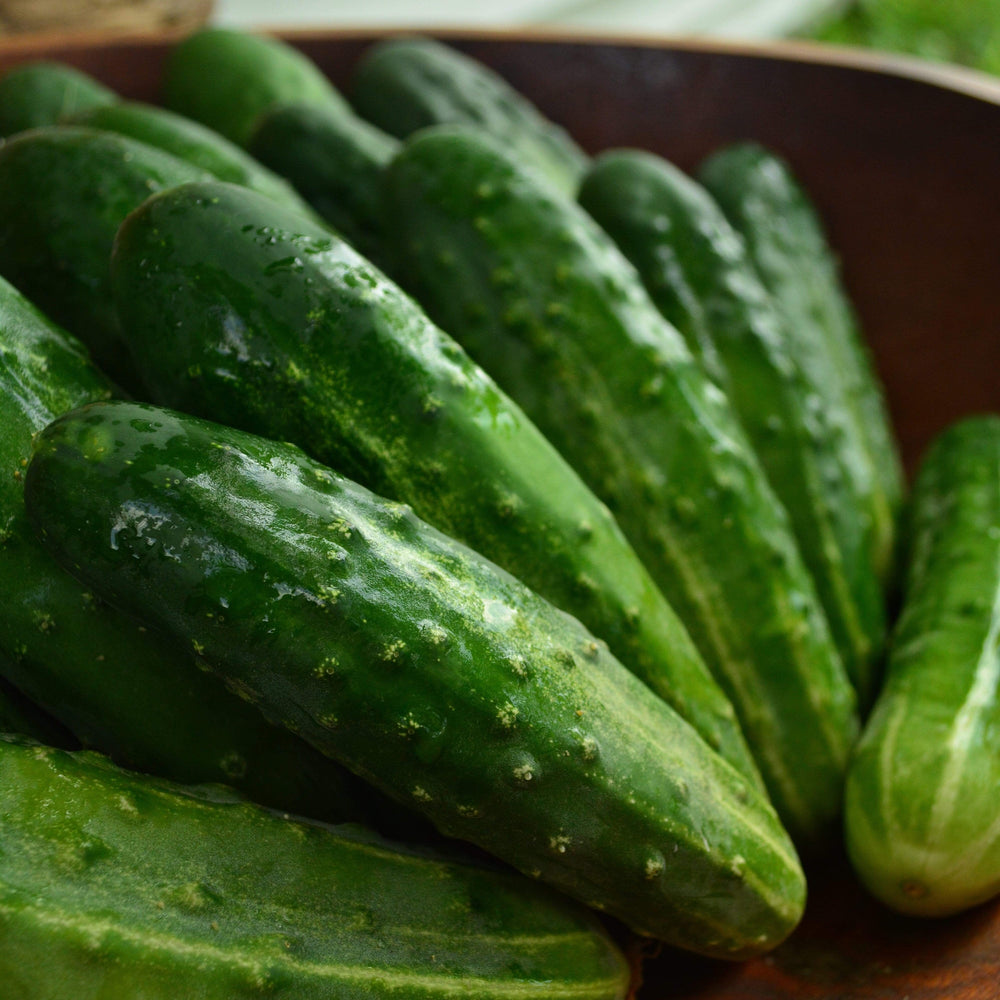 Early Fortune Heirloom Cucumber