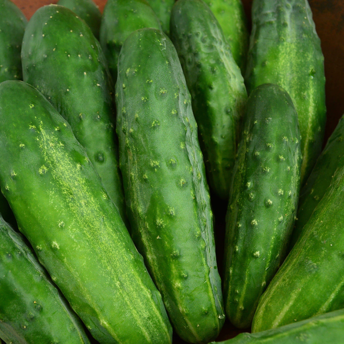 Early Fortune Heirloom Cucumber