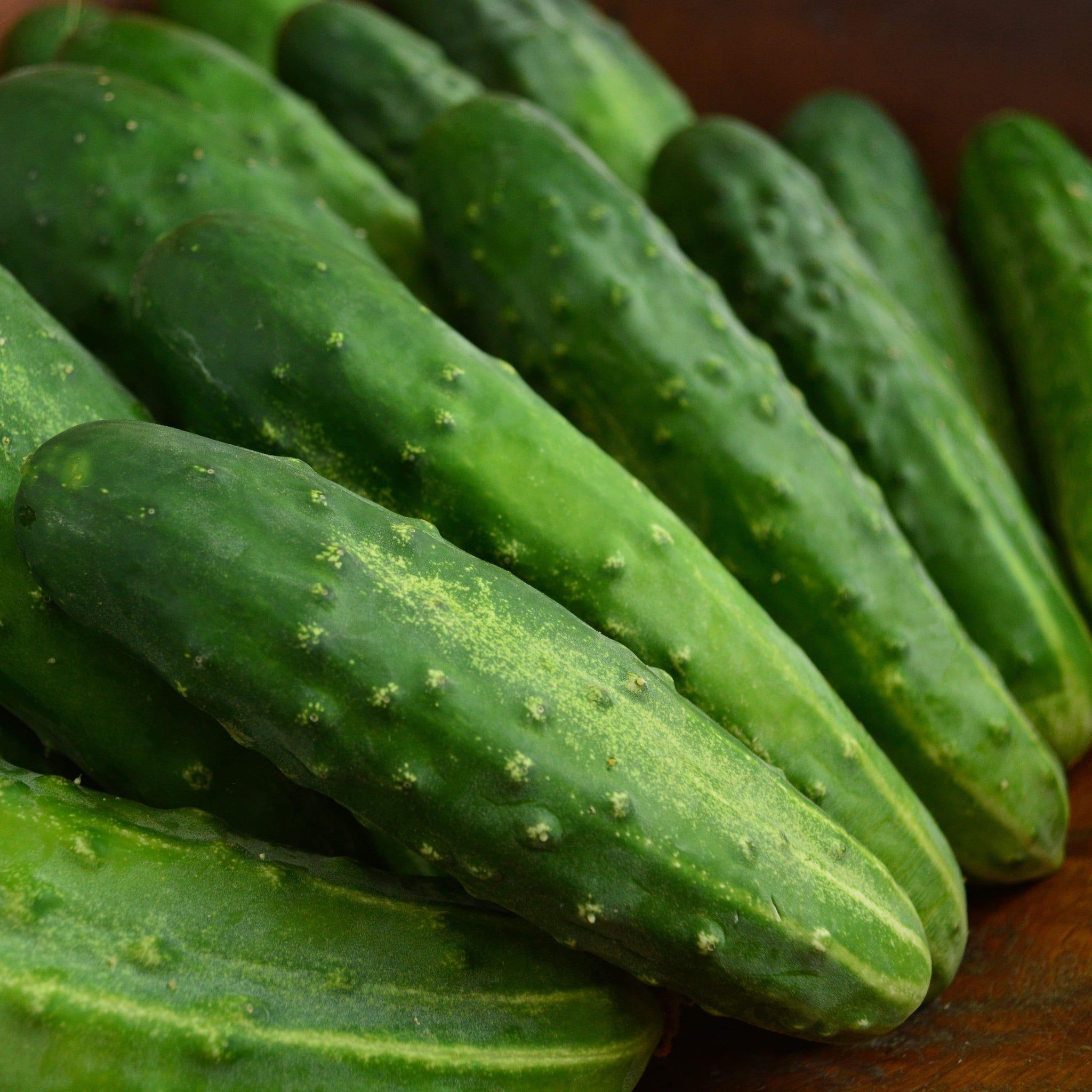 Early Fortune Heirloom Cucumber – Thresh Seed Co.