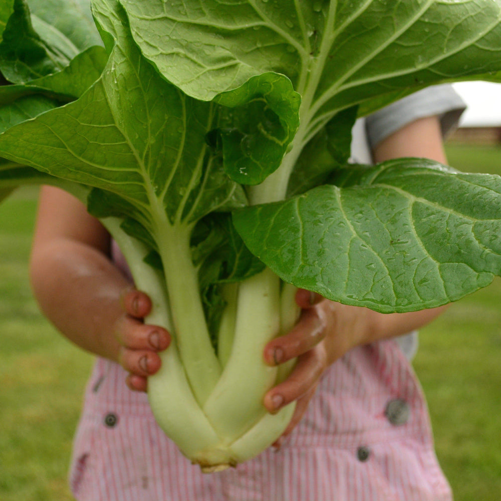 Early Giant Pac Choi (Bok Choy)