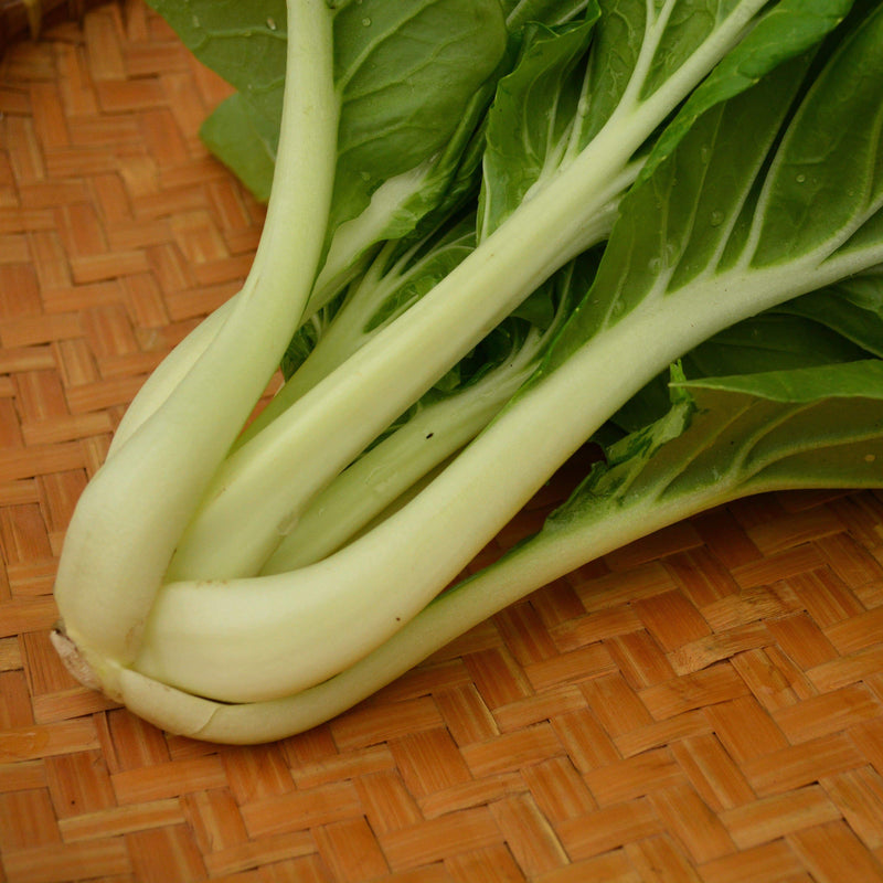 Early Giant Pac Choi (Bok Choy)