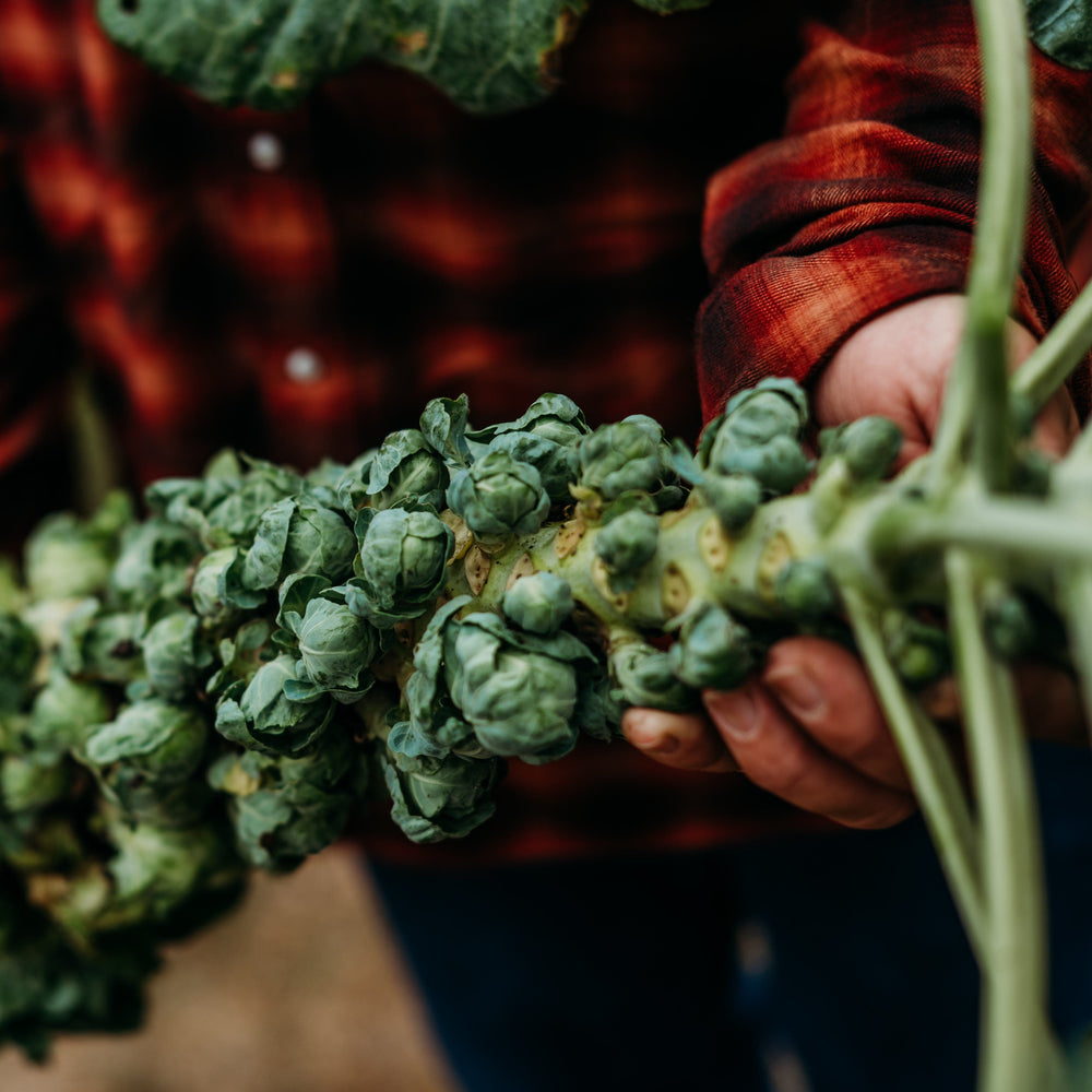 Early Half Tall Brussels Sprouts