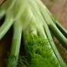 Florence Fennel