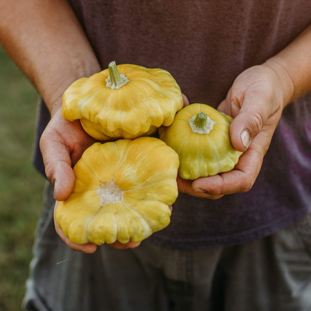 Gelber Englisher Summer Squash