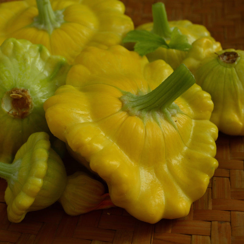 Gelber Englisher Summer Squash