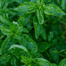 Genovese Basil