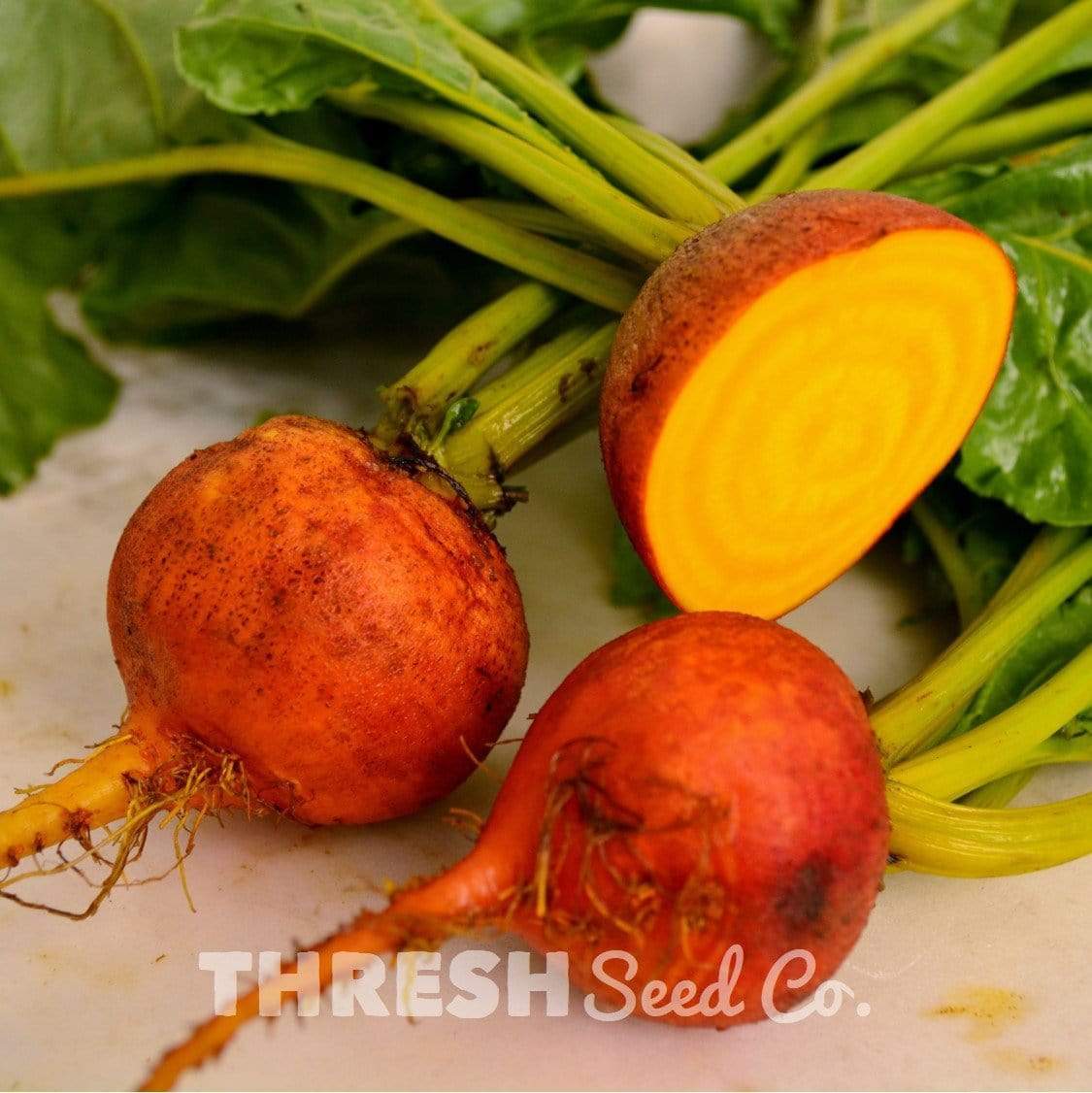 Golden Detroit Beet