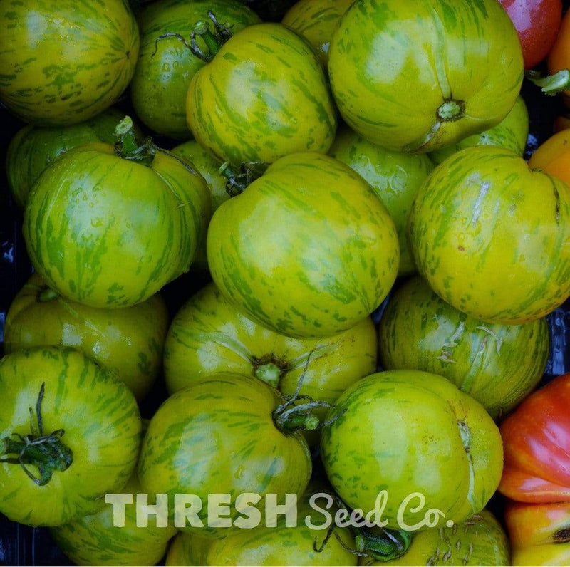 Green Zebra Heirloom Tomato