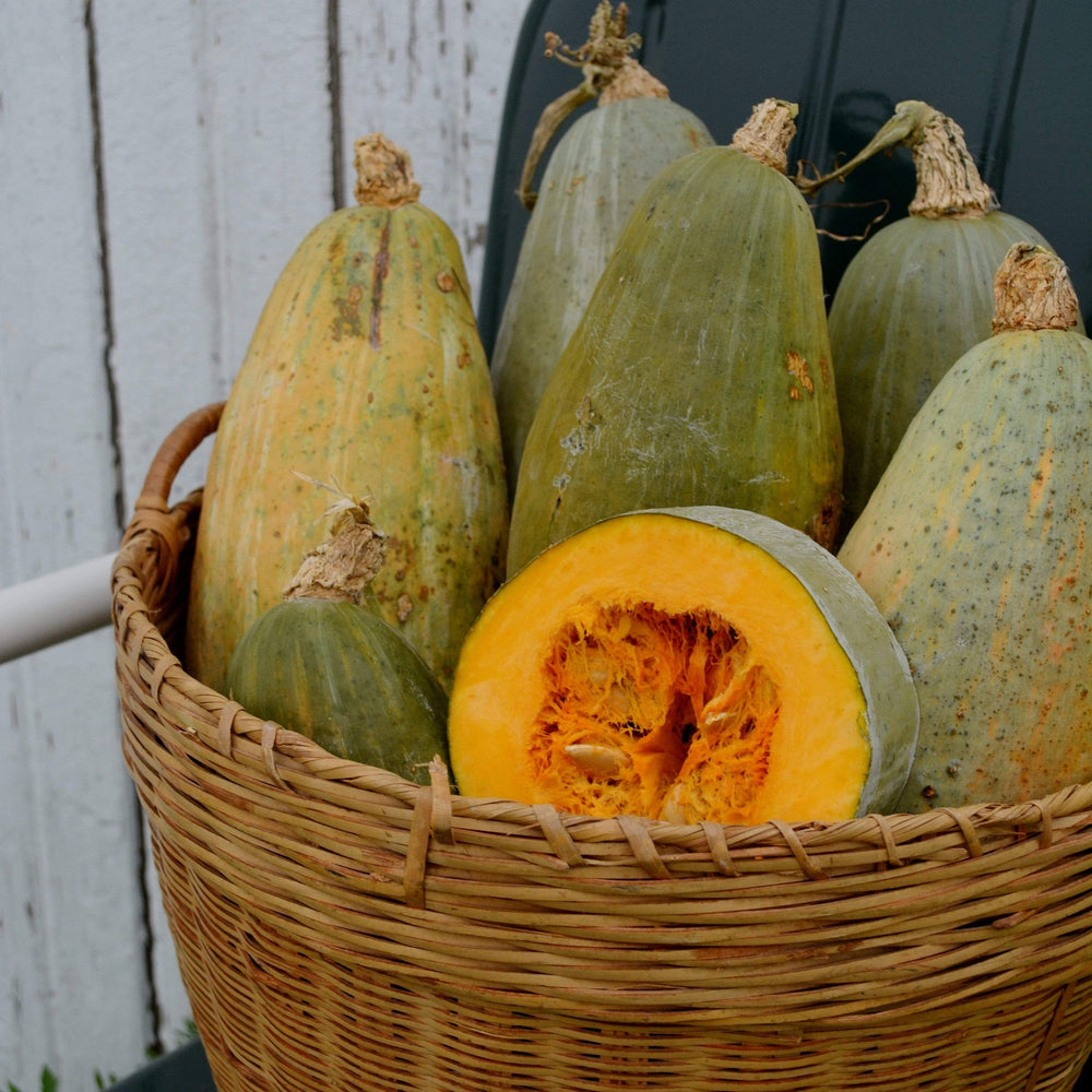 Guatemalan Blue Banana Squash