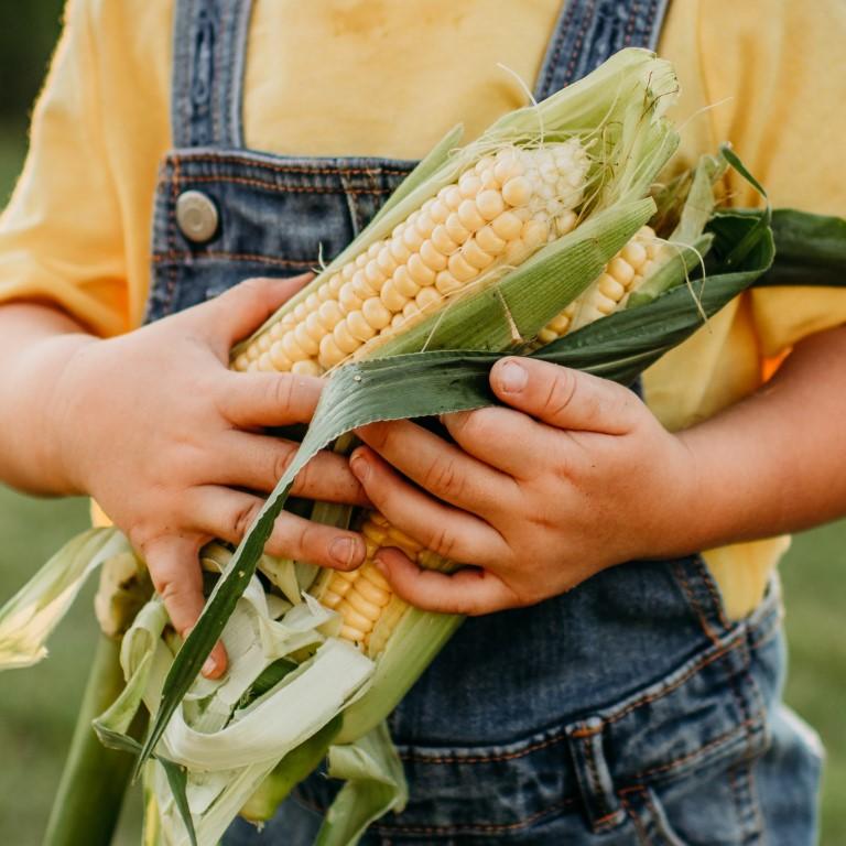 Gummy Corn Sweet Corn