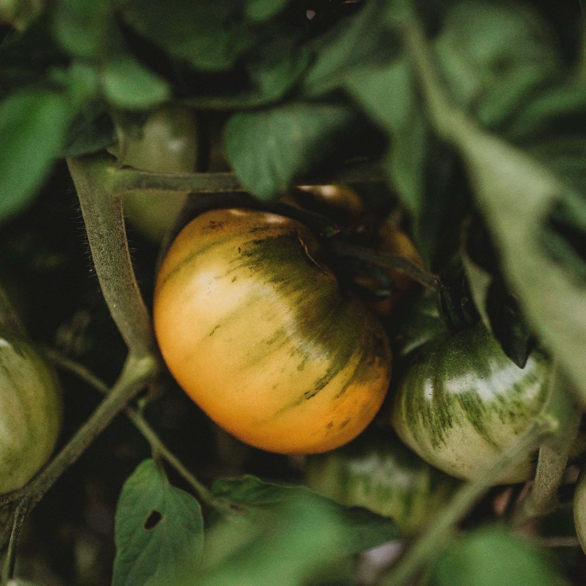 Hensley Settlement Heirloom Yellow Tomato Thresh Seed Co