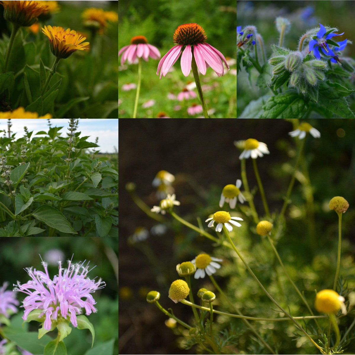 Herbal Tea Garden Collection