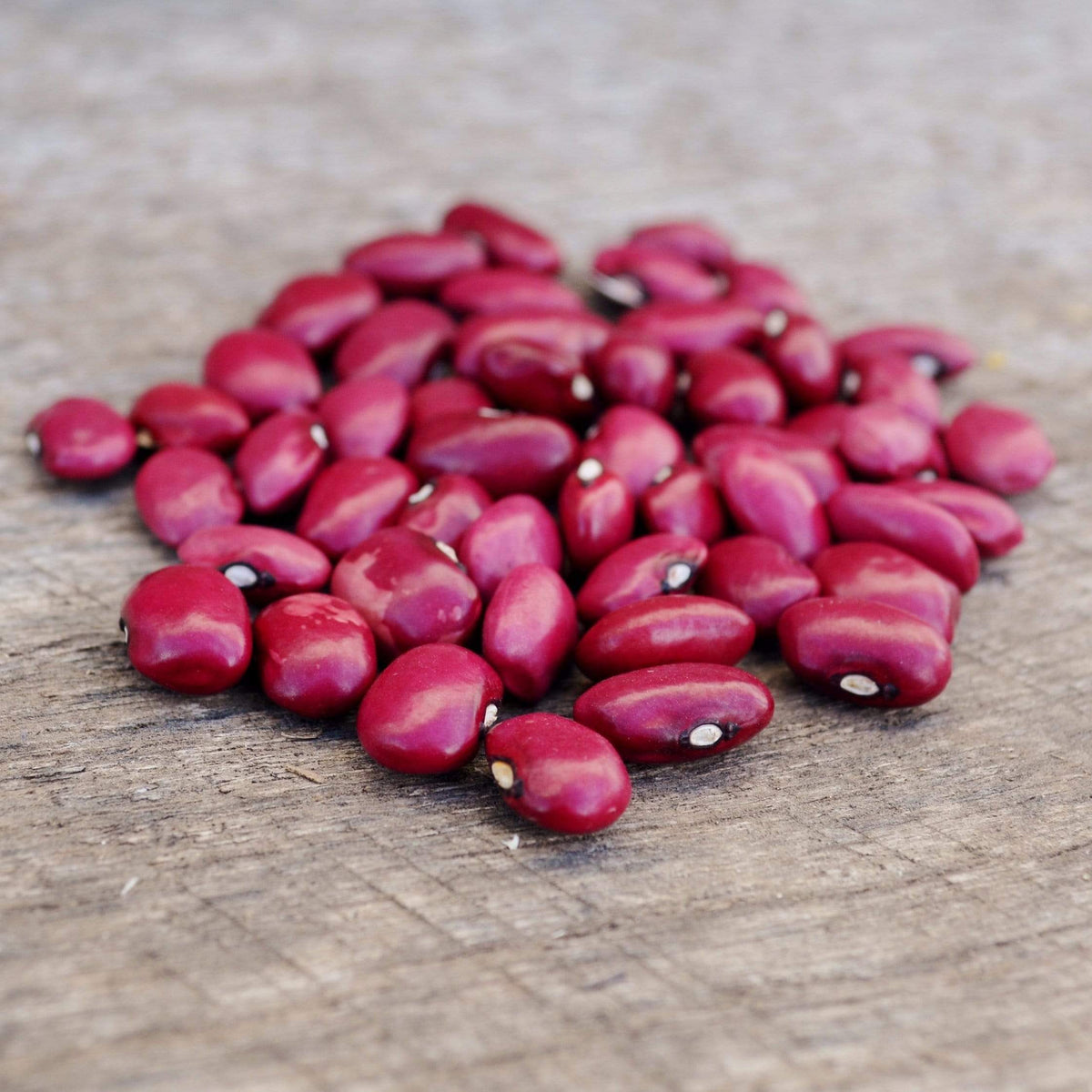 Hidatsa Red Shelling Bean