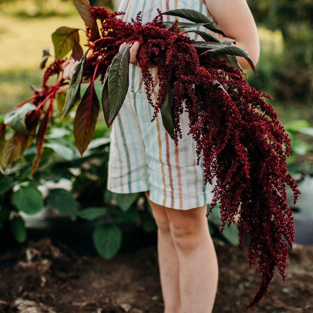 Hopi Red Dye Amaranth