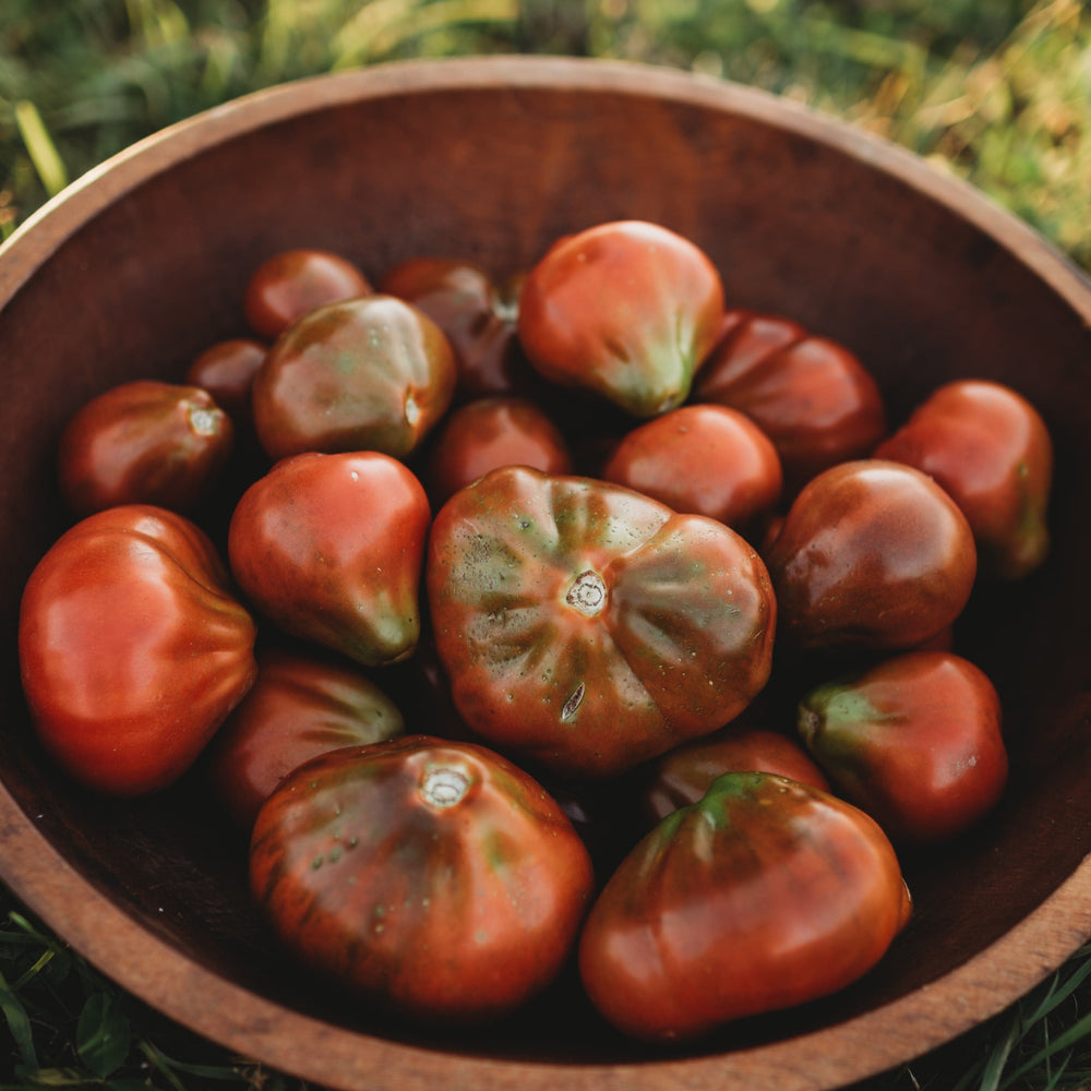 Japanese Trifele Black Heirloom Plum/Paste Tomato