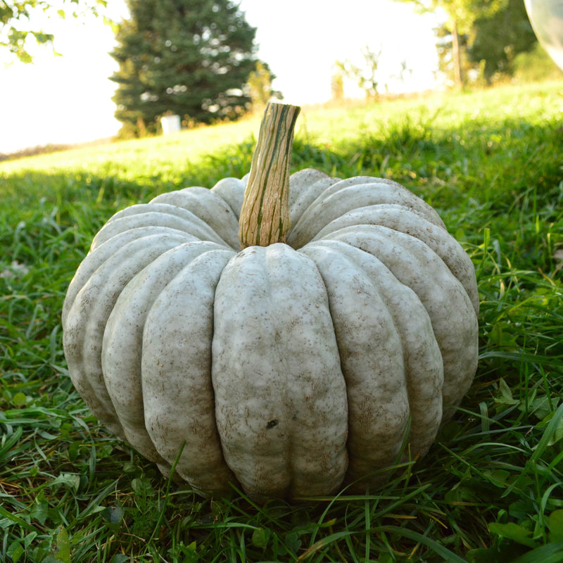 Jarrahdale Pumpkin